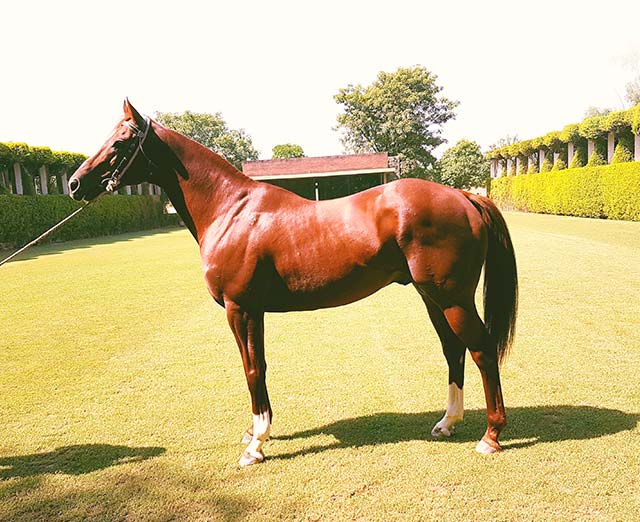 New Approach Bloodstock