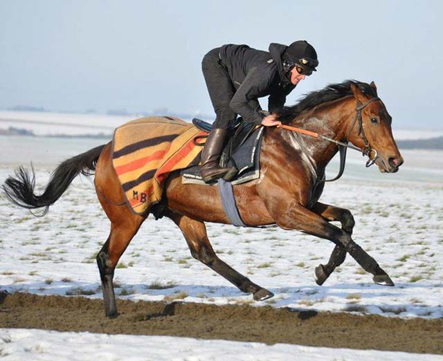 New Approach Bloodstock