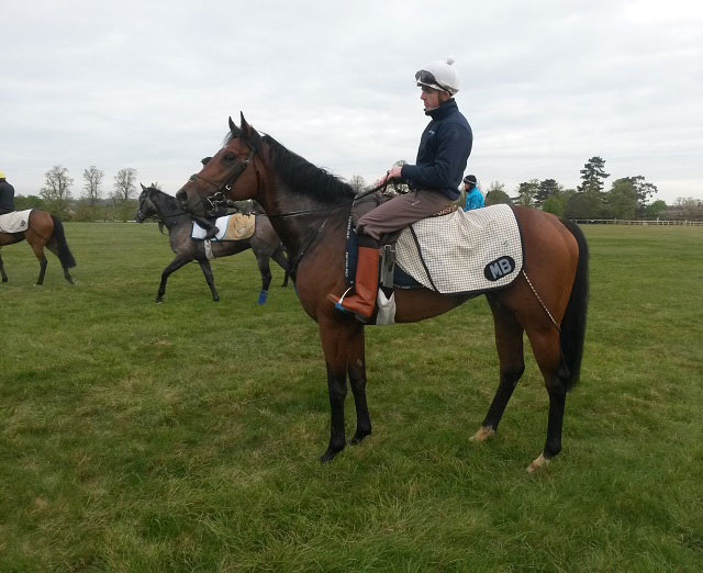 New Approach Bloodstock