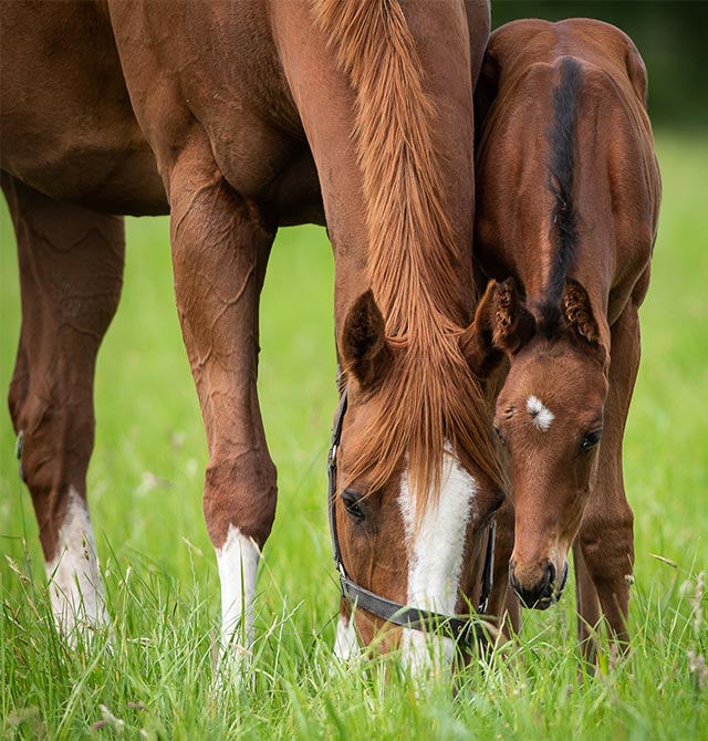 New Approach Bloodstock