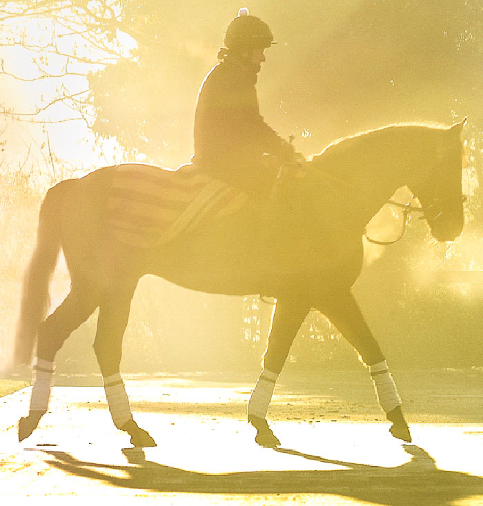 New Approach Bloodstock