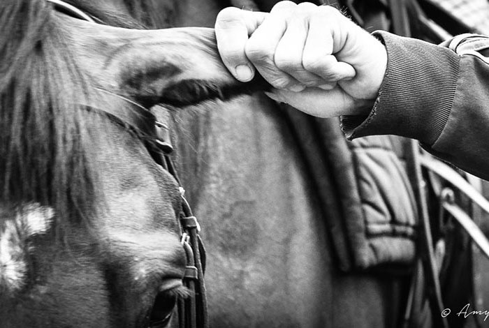 Personal Bloodstock Management