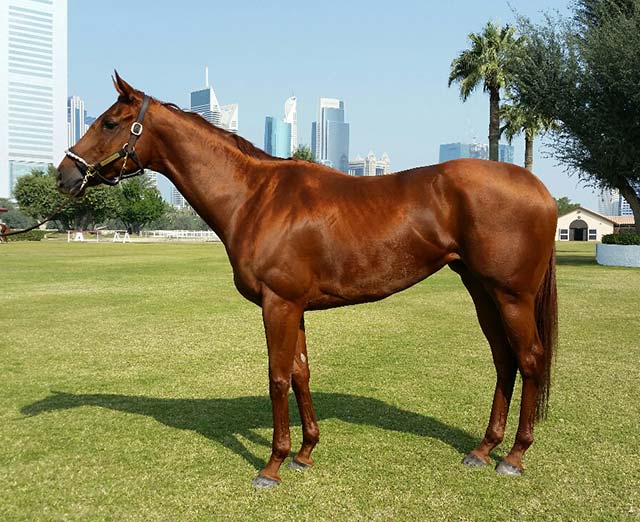 New Approach Bloodstock