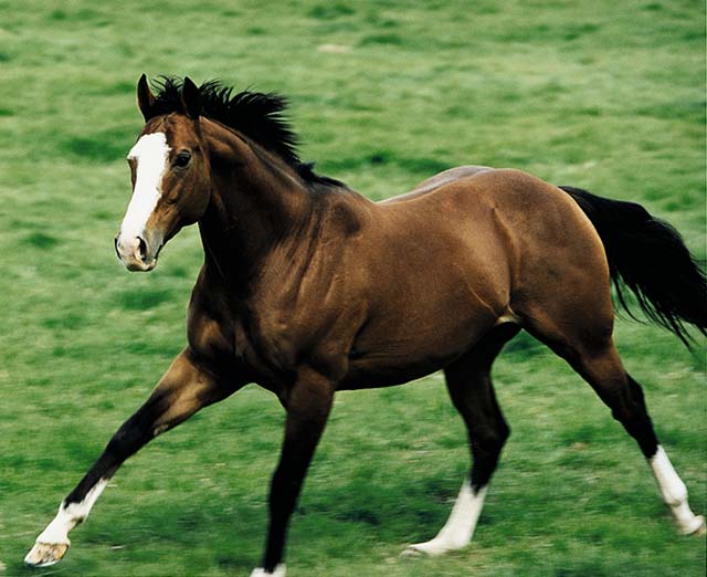 New Approach Bloodstock